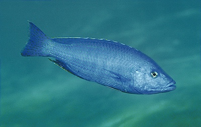 Dimidiochromis kiwinge 'Magunga'